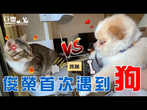 【豆漿實測】 俊榮生平第一次遇到狗 就直接開扁!! ft.@lia.625