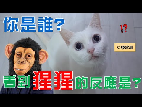 【豆漿實測】 妳是忘記了? 還是害怕想起來