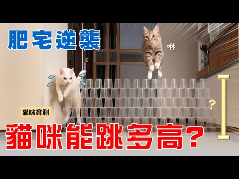 【豆漿實測】 貓咪能跳多高?| How High Can a Cat Jump?