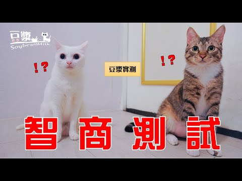 【豆漿實測】傳聞這一招可以測試貓咪智商?