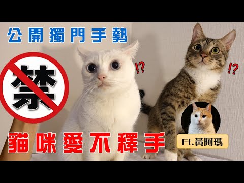 【豆漿實測】千萬別用這招 怕貓太爽… ft.黃阿瑪