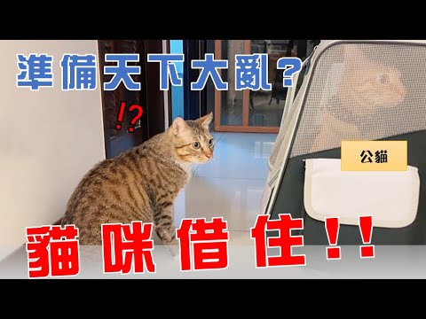 【豆漿實測】新貓來借住! 直接天下大亂?