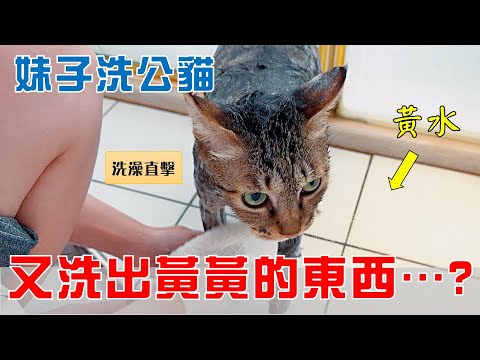 【豆漿實測】請妹子洗公貓 又洗出黃黃的東西了…? ft.琳誼 Ring