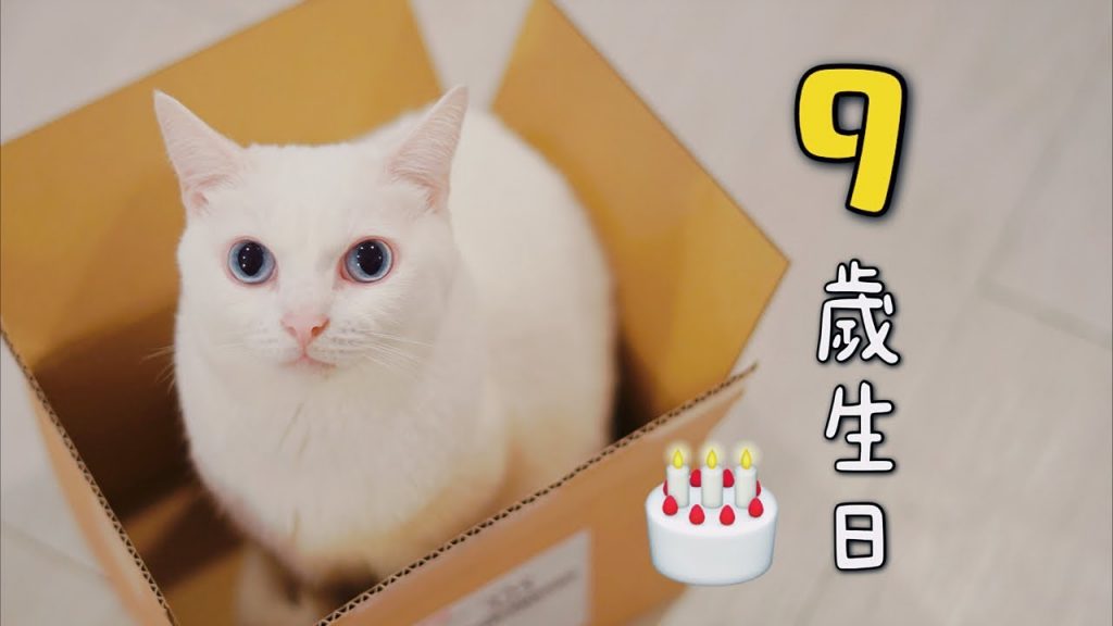 【豆漿直播】豆漿娘娘9歲生日啦!