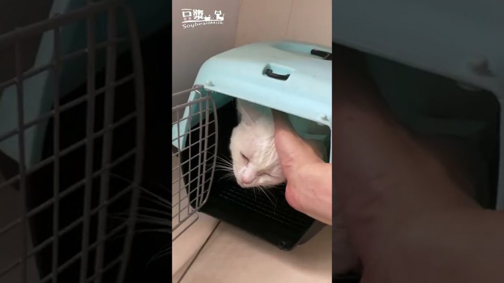 【豆漿短片】 漿姊被欺負到躲起來了…兇手是誰!!!