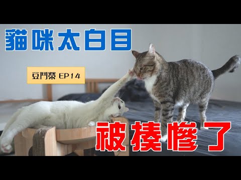 【豆鬥榮 EP14】你看看你… 被揍了吧