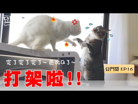 【豆鬥榮 EP16】貓咪打架啦! 只好用那招阻止了…?
