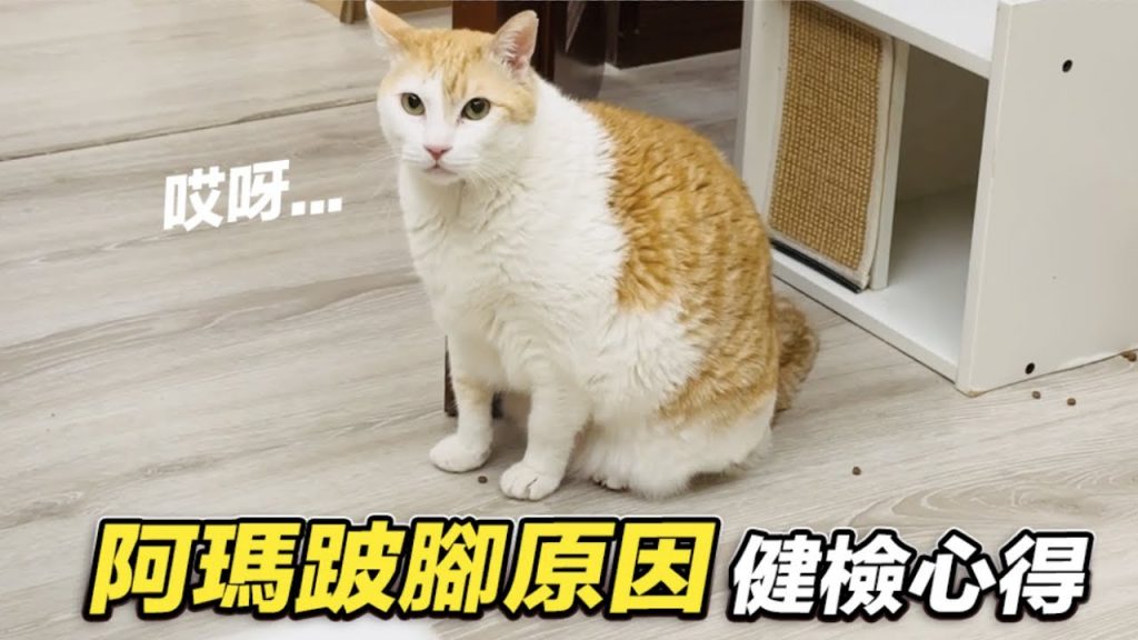 【阿瑪跛腳的原因,阿瑪三腳健檢心得】志銘與狸貓