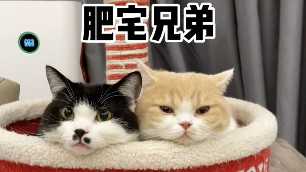 【麻蛋和丑丑】千万不要教猫咪用按铃!
