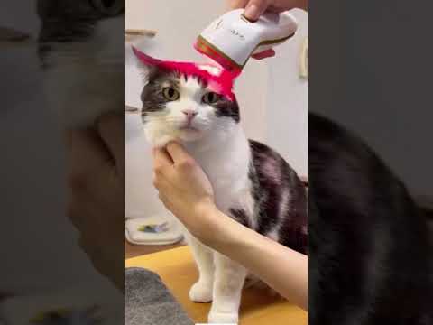 如何改善家裡愛貓的皮膚疾病呢? | Photizo Vetcare 寵物光療儀