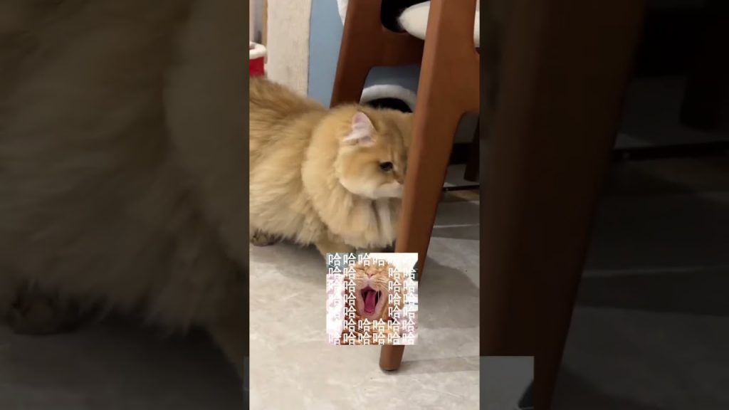 【麻蛋和丑丑】真的很像吗…