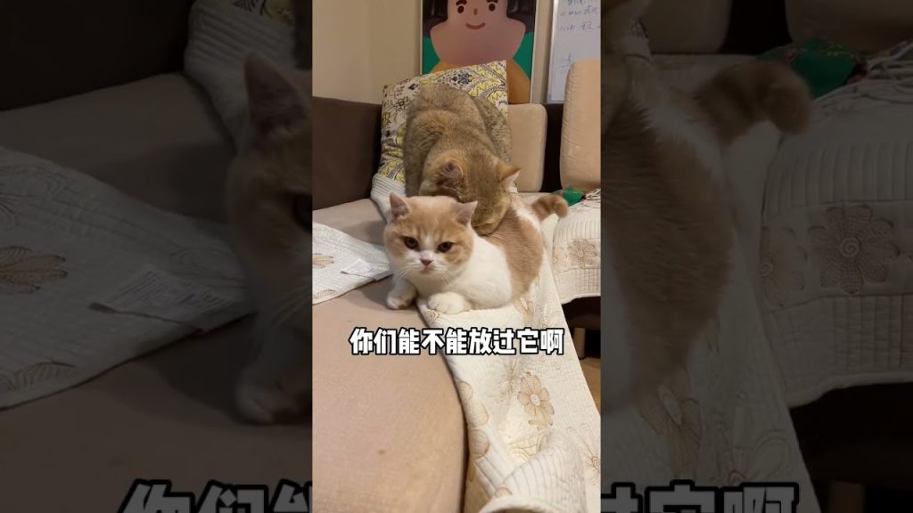 【麻蛋和丑丑】为什么呀!为什么只找它啊