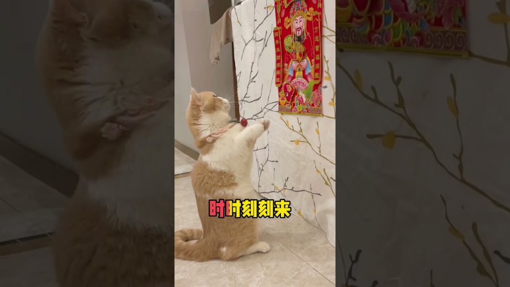 【麻蛋和丑丑】暴躁小猫在线骂财神?