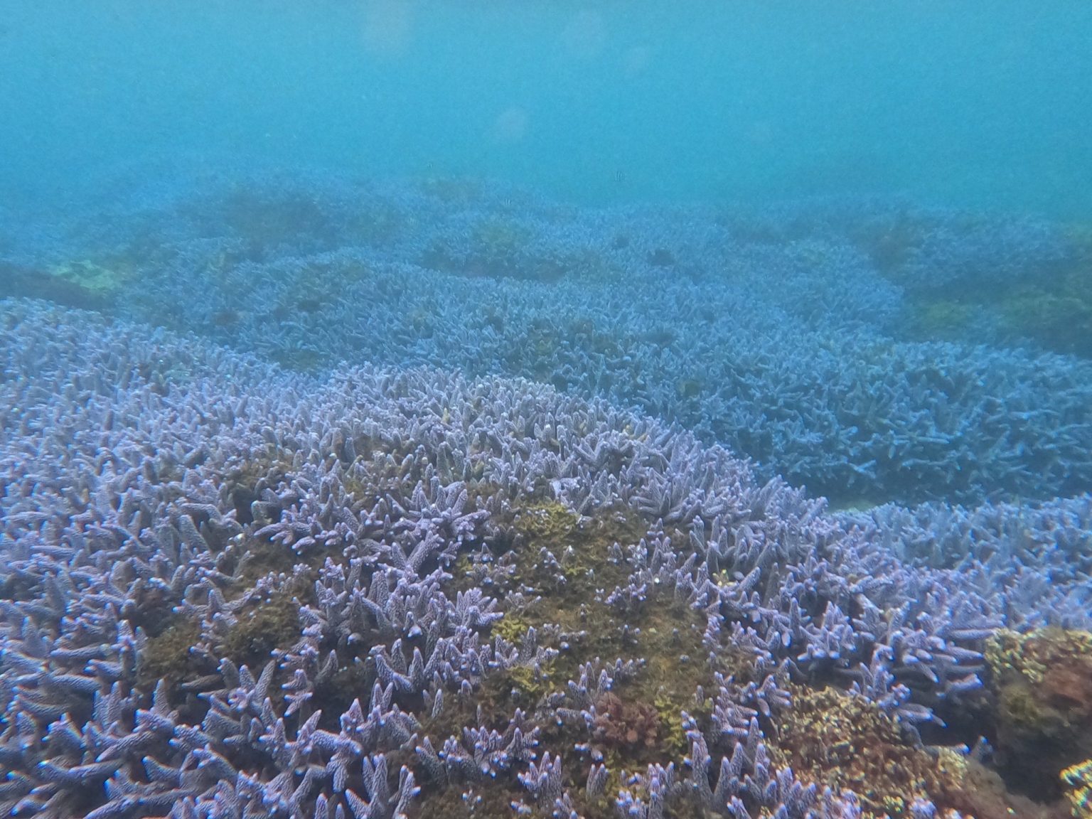 【來自海洋世界的花園】 三月,是初春的到…