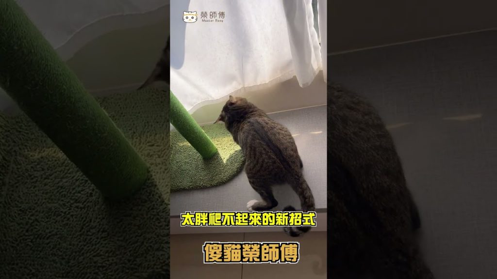 【榮師傅短片】胖貓竟用很帥的姿勢爬起來!?
