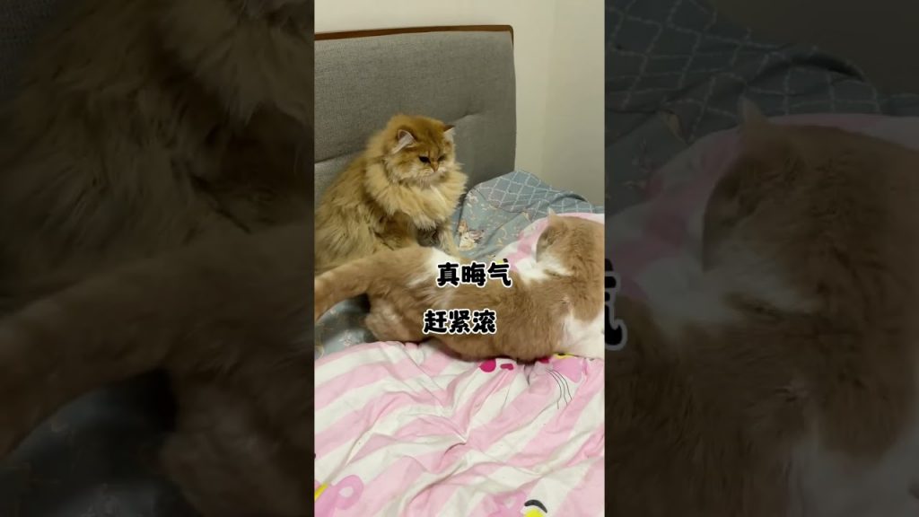 【麻蛋和丑丑】家里的猫好像有些不正常?