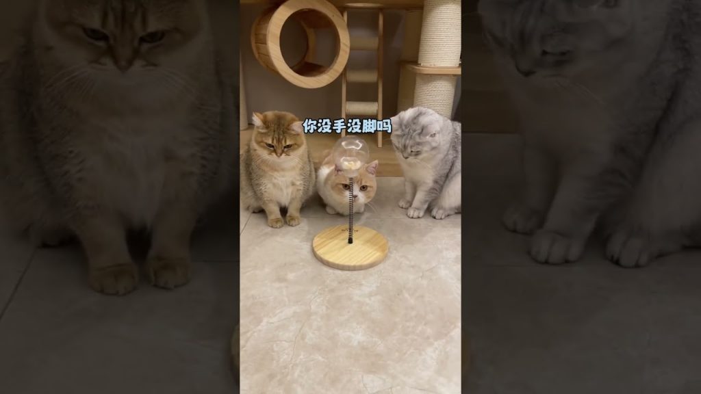 【麻蛋和丑丑】假如猫咪会说话,这也太吵了哈哈哈
