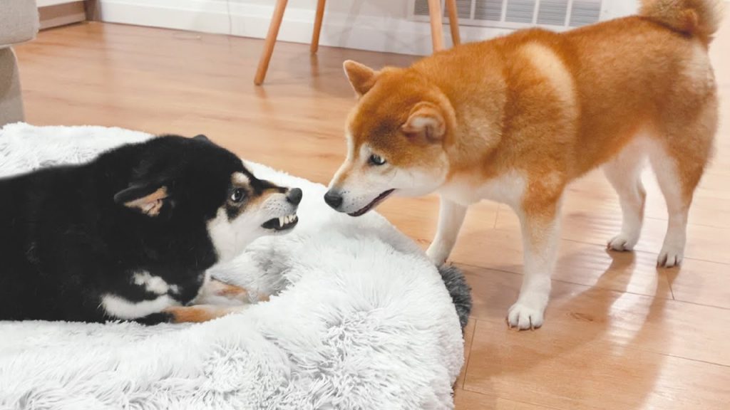 兩隻柴犬吵架,接下來這一幕,讓主人都忍不住笑了!