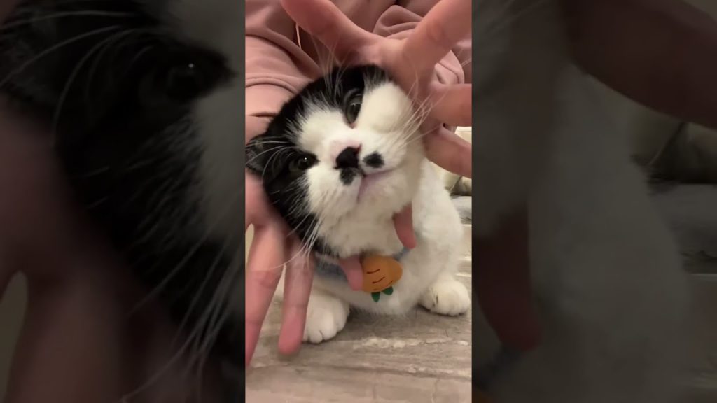 【麻蛋和丑丑】不要对不起 差点把你头扭掉