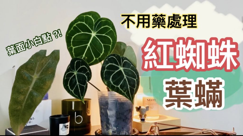 開花植物的必修課!