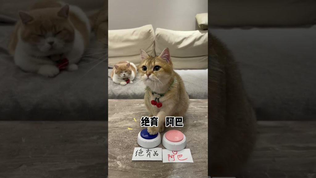 【麻蛋和丑丑】这小母猫的坏心眼也太多了 !