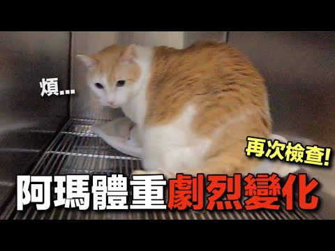 【黃阿瑪的後宮生活】阿瑪體重劇烈變化!再次檢查!