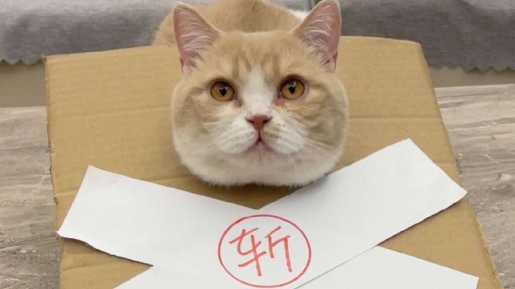 【麻蛋和丑丑】怎么会有这么喜欢吃奶的猫啊?最后真的吓屎我了