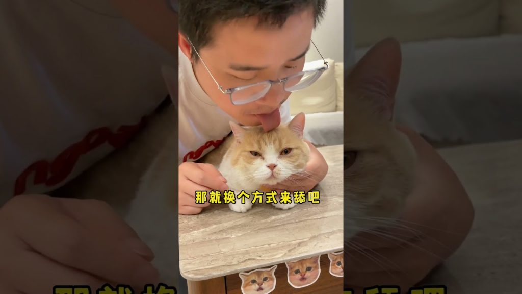 【麻蛋和丑丑】给猫咪舔毛会让它想起妈妈?怎么感觉有点不对!