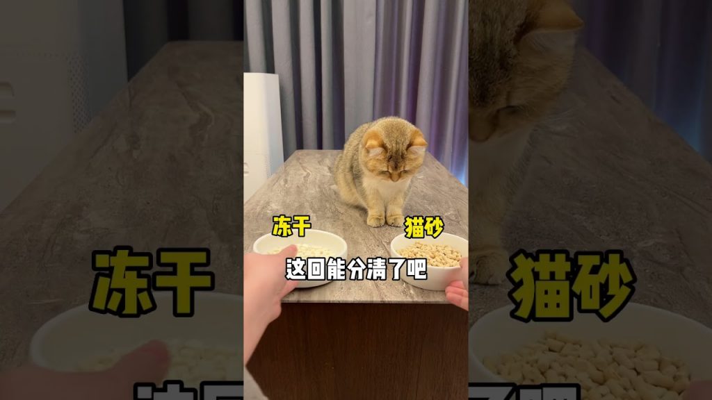 【麻蛋和丑丑】破案了!不是鼻子眼睛的问题!就是纯傻!