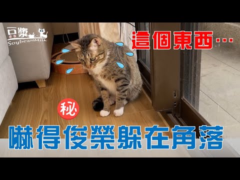 【豆漿 – SoybeanMilk】竟有東西能讓俊榮怕得躲到角落!?