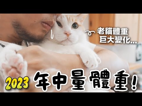 【黃阿瑪的後宮生活】年中量體重!老貓體重巨大變化!