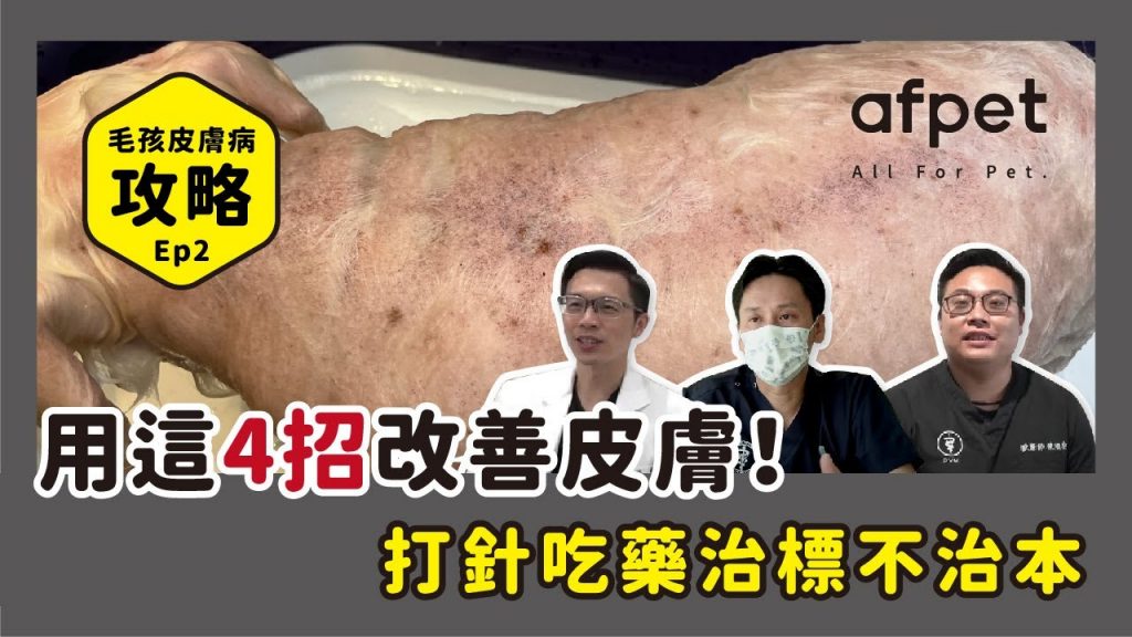 【毛孩皮膚病攻略】EP2 打針吃藥治標不治本,用這4招改善皮膚!