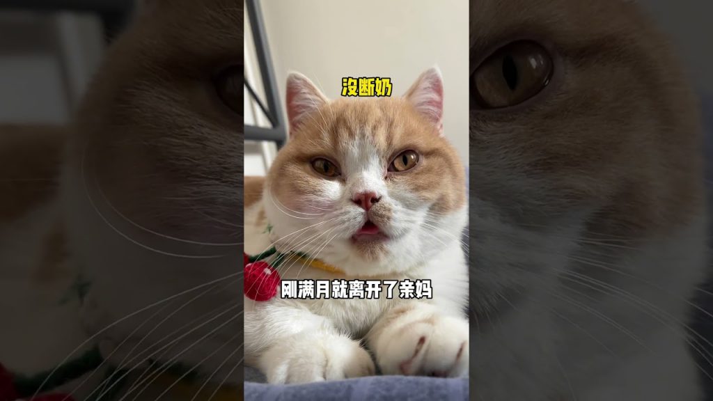 【麻蛋和丑丑】懂事的猫总是被辜负#心思全写在脸上的猫 #猫咪的迷惑行为