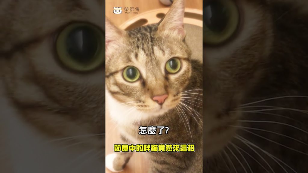 【榮師傅短片】胖貓被節食出絕招了…