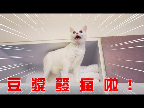 【豆漿 – SoybeanMilk】找到了 豆漿娘娘發瘋的原因…