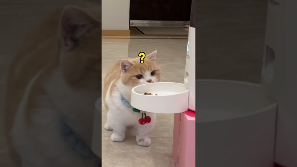 【#麻蛋和丑丑】真是只一生要强的猫咪,猫咪结尾好像笑了? #海洋之星宠物 #只能说第二的烘焙粮 #我家萌宠成精了