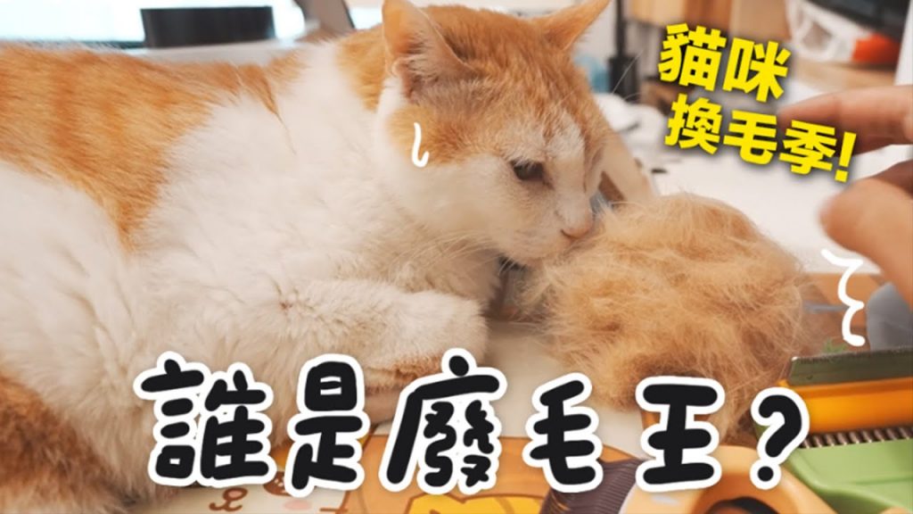 【黃阿瑪的後宮生活】貓咪換毛季!誰是後宮廢毛王?