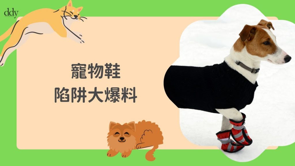 【寵物皮膚】【秋天到,毛孩著鞋?寵物鞋陷阱大爆料! 】
