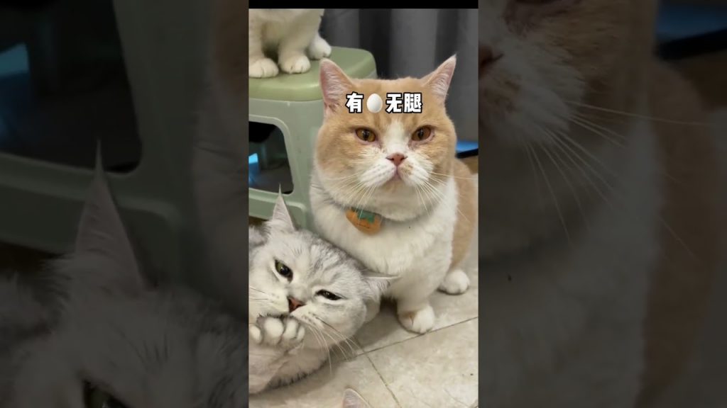 【#麻蛋和丑丑】这么多优质男,你会选哪个?#猫咪的迷惑行为 #心思全写在脸上的猫