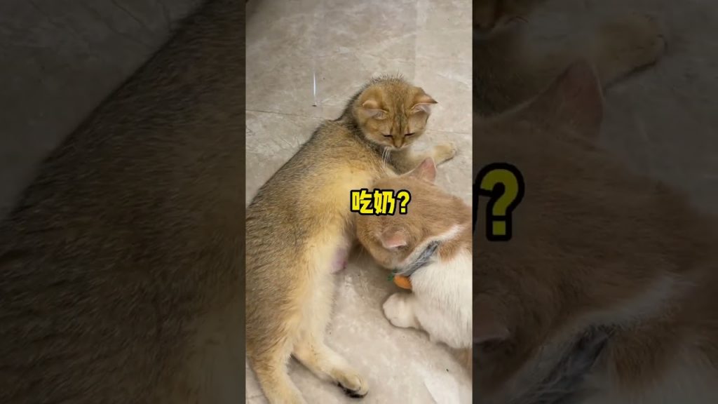 【#麻蛋和丑丑】结尾小母猫竟然生出一只这样的宝宝?!#猫咪的迷惑行为#百利无谷鸡肉猫粮 #百利猫粮