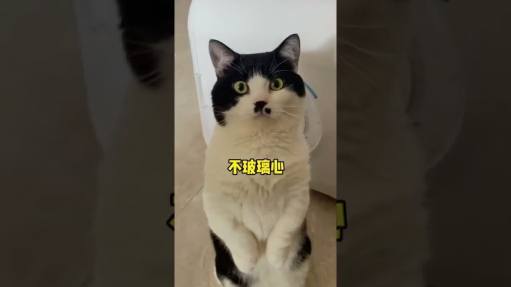 【不要胡子啊】麻烦大家帮本喵看一下面相~