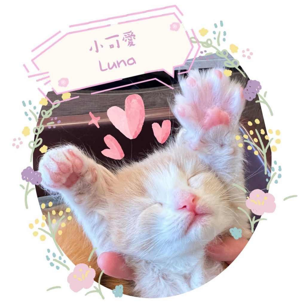 #L胎寶寶 #Luna
還不想起床的L | ibeauty