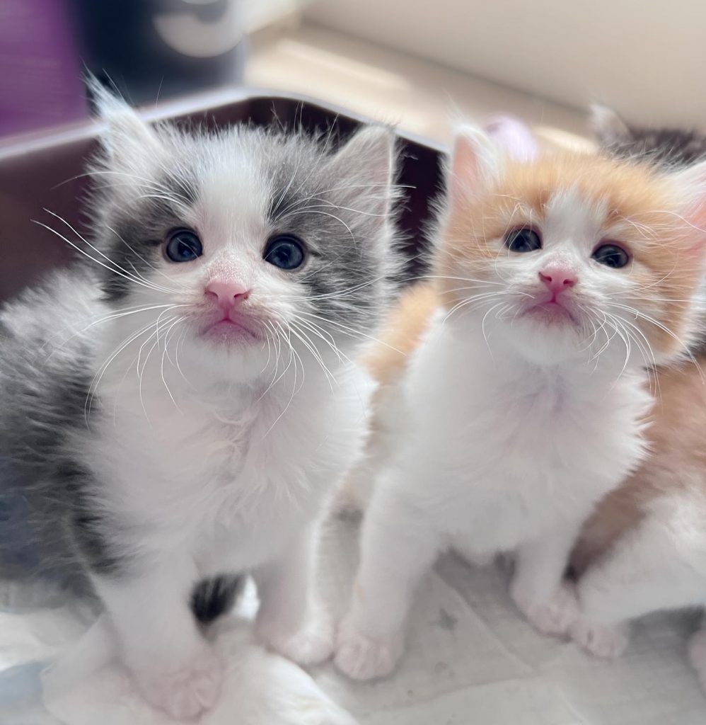 #K胎寶寶 #滿月照
剛喝完奶的re | ibeauty