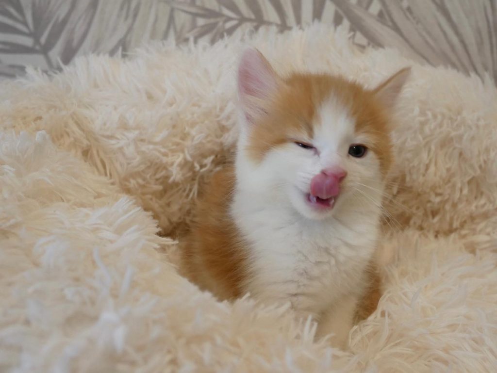 #L胎寶寶 #Lucas
下午茶時間到了 | ibeauty