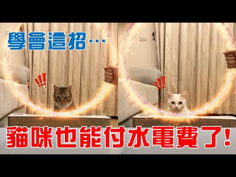 【豆漿 – SoybeanMilk】學會這招…貓咪也能付水電費了!!