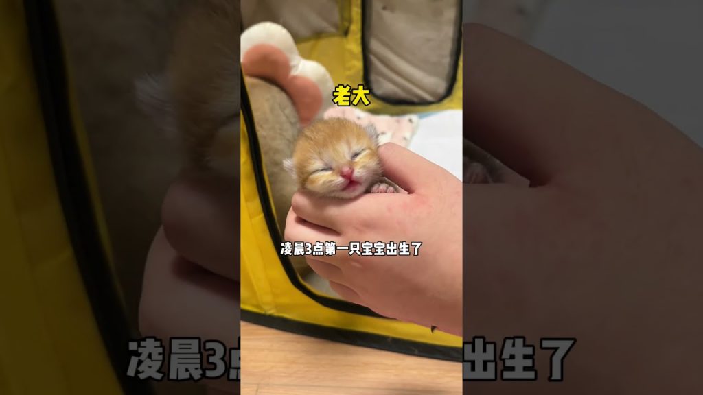 【#麻蛋和丑丑】一起祝福小奶猫吧,希望它能挺过来#小奶猫 #小奶猫的成长日记