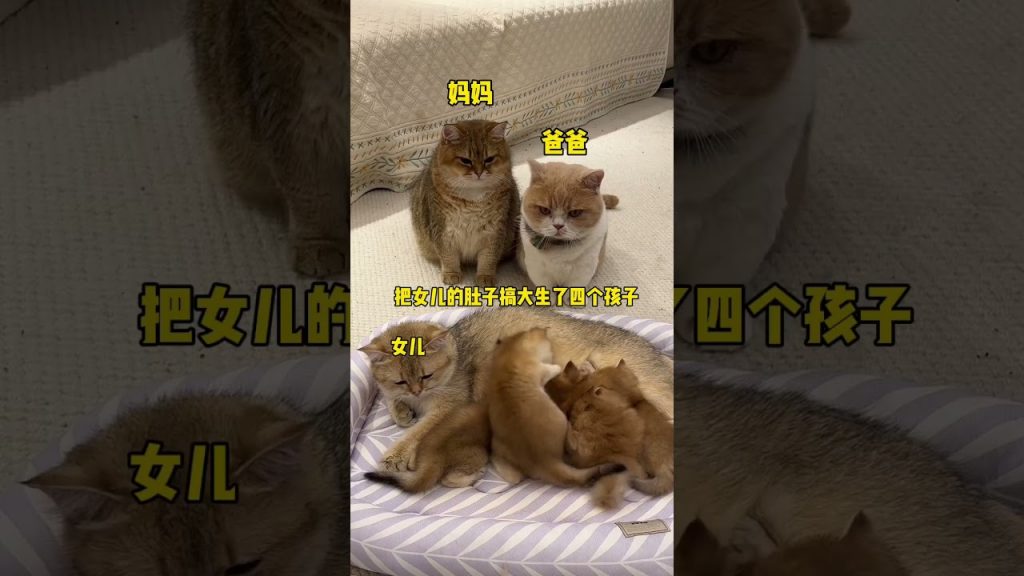 【#麻蛋和丑丑】怎么会有这么没素质的小猫呀#心思全写在脸上的猫