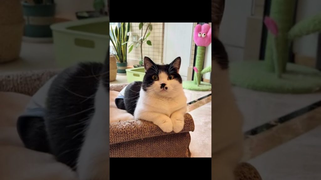 【不要胡子啊】谁能想到八嘎猫的二次元是这样的