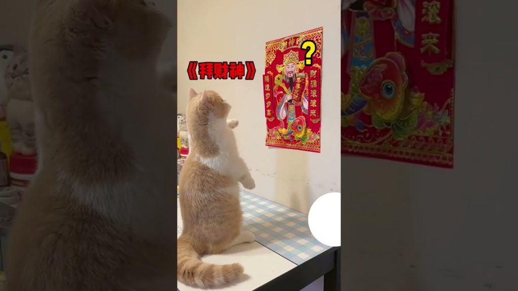 【#麻蛋和丑丑】没想到小猫咪也会迷信。#傻猫的日常 #猫咪的迷惑行为