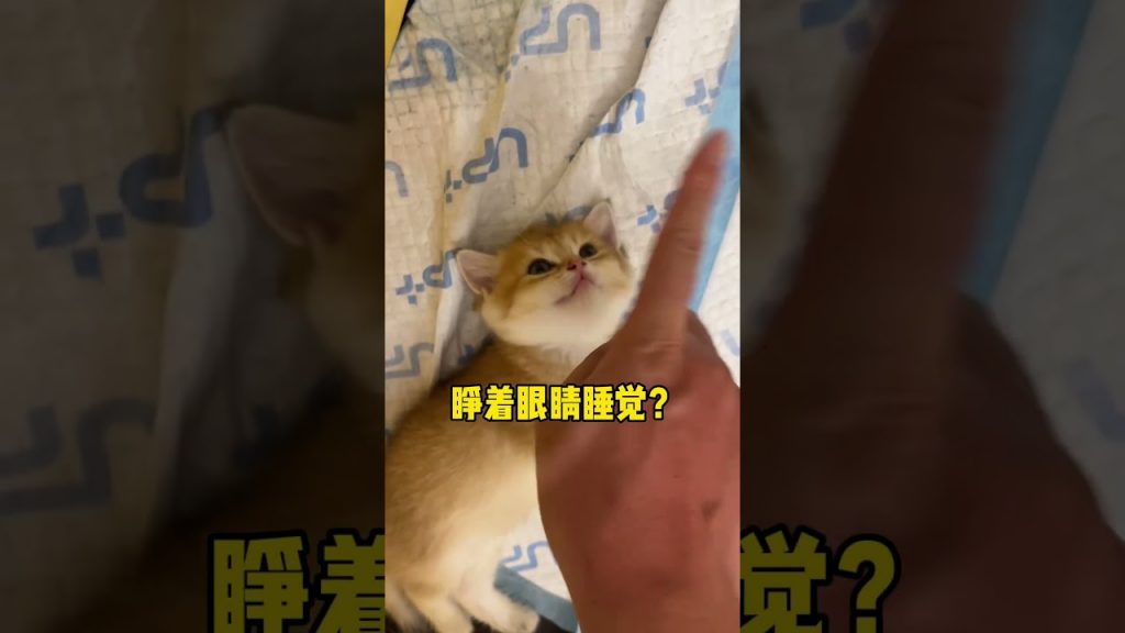 【#麻蛋和丑丑】吓我一跳!#猫咪的迷惑行为